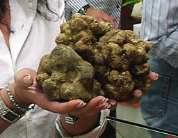 tartufi