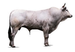 chianina