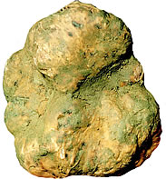 tartufo bianco