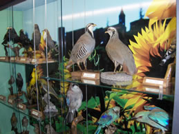 museo-ornitologico-1